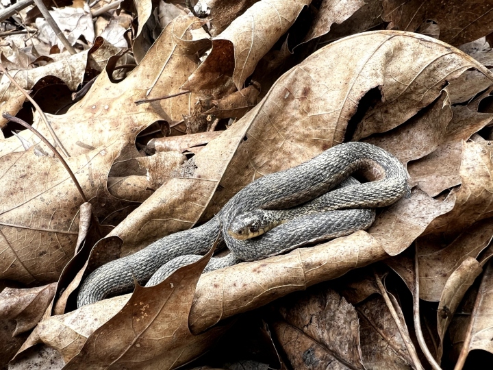 Eastern Garter Snake